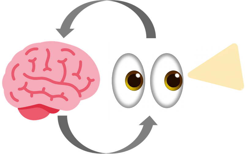 A cycle between the brain and the eyes, illustrating visual perception